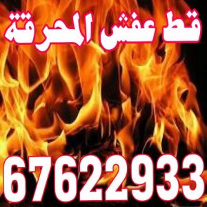 قط عفش