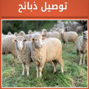 قصاب - قصاب متنقل - ابوعلي 📞 - ذبايح - ذبائح الكويت - غنم للبيع - اغنام للبيع - ذبايح للبيع - غنم - سوق غنم - اغنام عربى للبيع - جزار - ذبائح